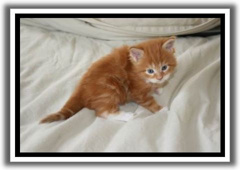 Red Classic Tabby