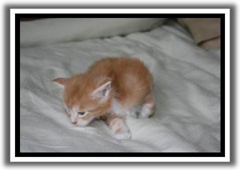 Red Silver Tabby with White