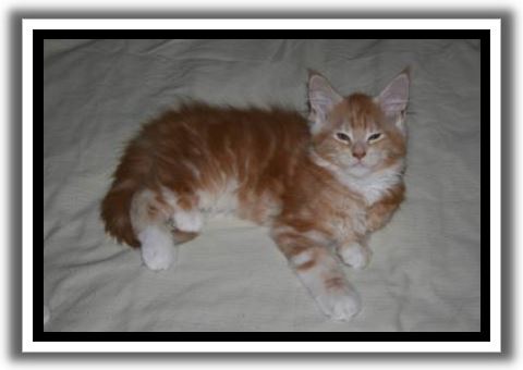 Red Silver Tabby with White