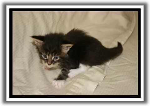 Black Classic Tabby with White