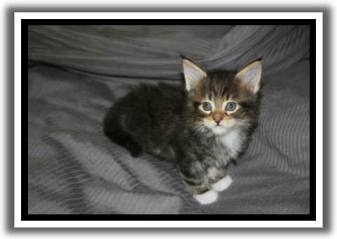 Black Classic Tabby with White